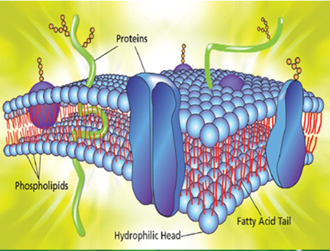 phospholipids za seli